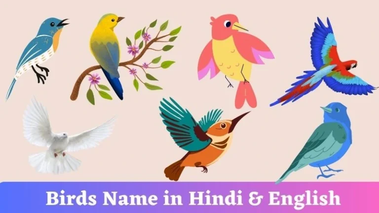 Birds Name in Hindi & English