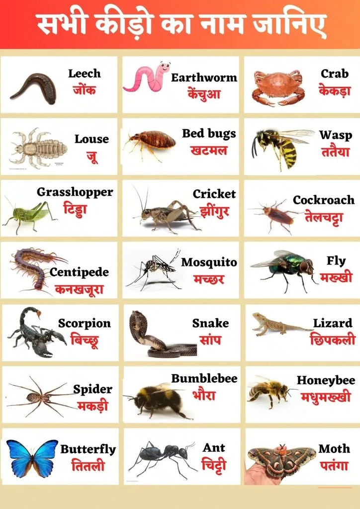 Insects Name in Hindi