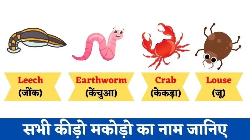 Insects Name in Hindi