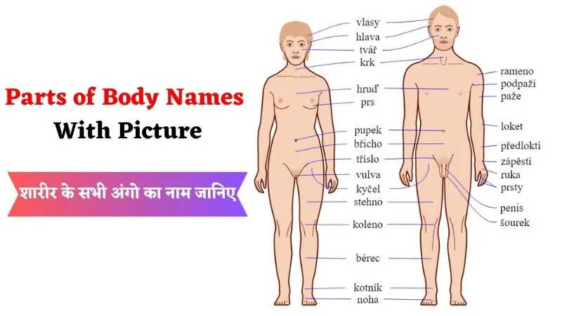 Parts of Body Names With Picture
